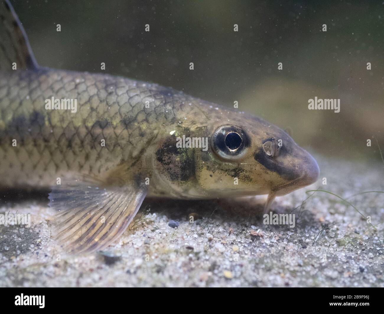 Gudgeon, gobio gobio, resting on riverbed, nottinghamshire, march Stock Photo