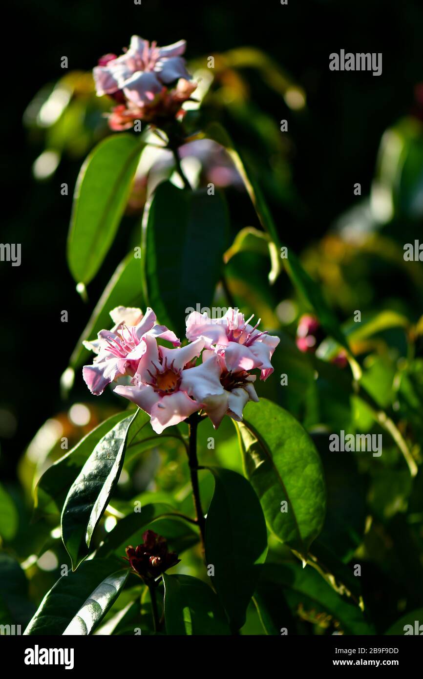 Strophanthus gratus white, pinkish to purple flowers Stock Photo