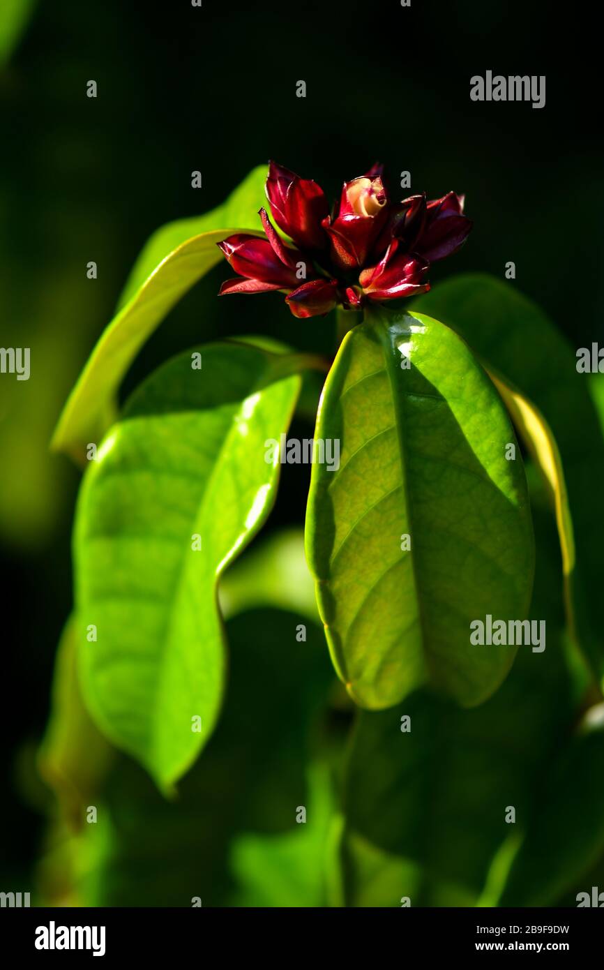 Strophanthus gratus white, pinkish to purple flowers Stock Photo