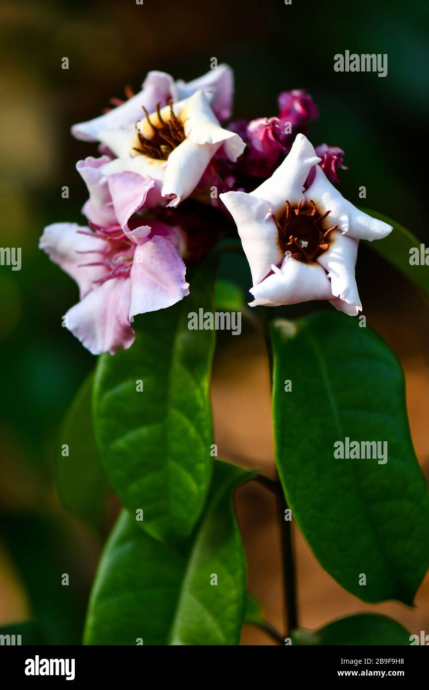 Strophanthus gratus white, pinkish to purple flowers Stock Photo