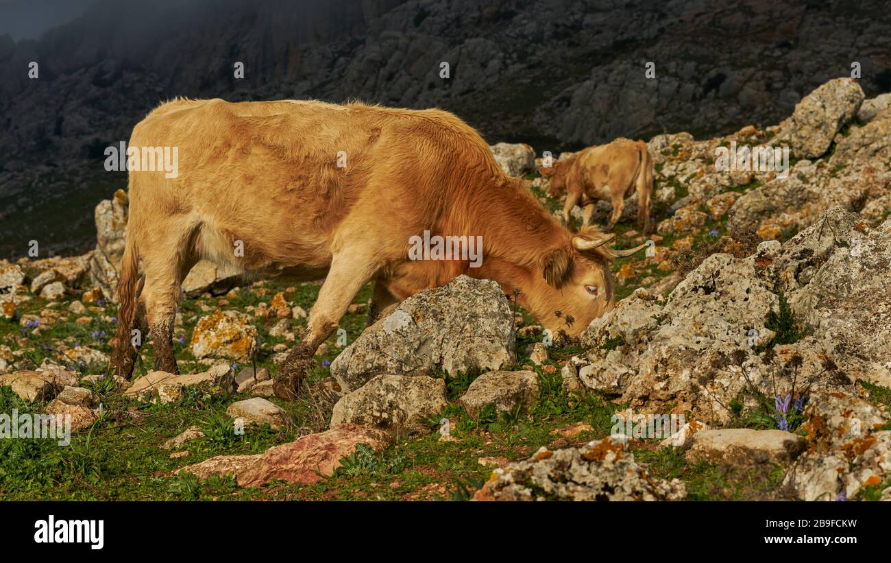 cattle ruminating in the Torcal de Antequera, Málaga. Spain Stock Photo