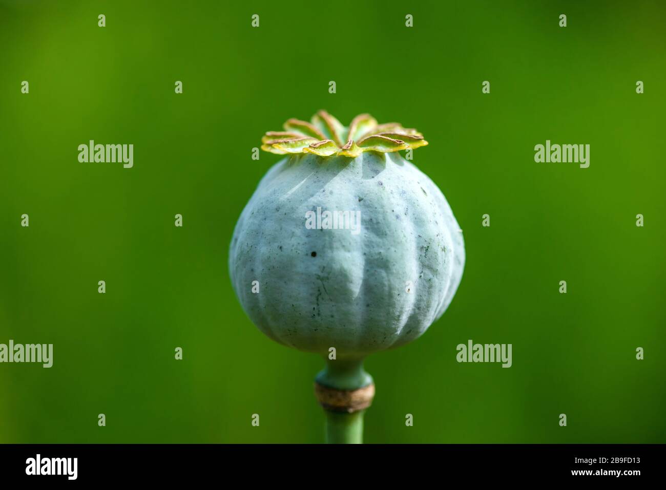 Poppy (Papaver somniferum) pods in garden Stock Photo - Alamy