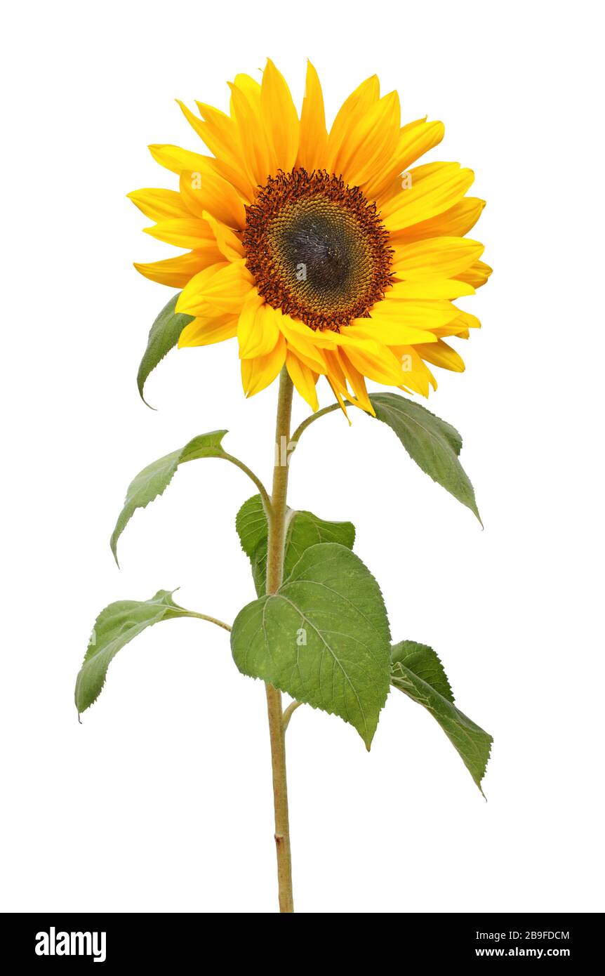 Wonderful Sunflower (Helianthus annuus, Asteraceae)  isolated on white background. Germany Stock Photo