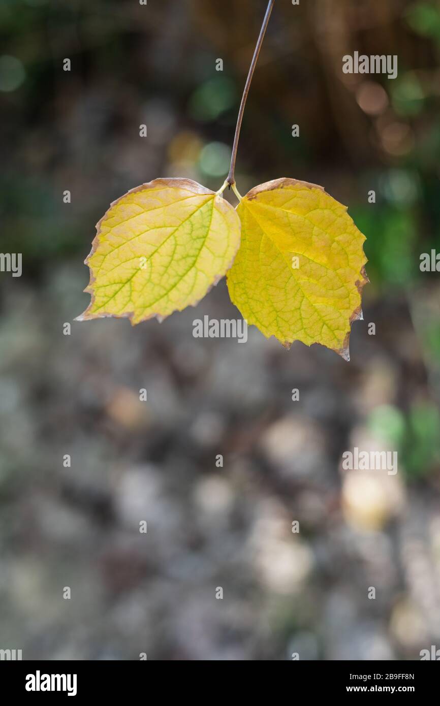 Two yellow leaves hi-res stock photography and images - Alamy