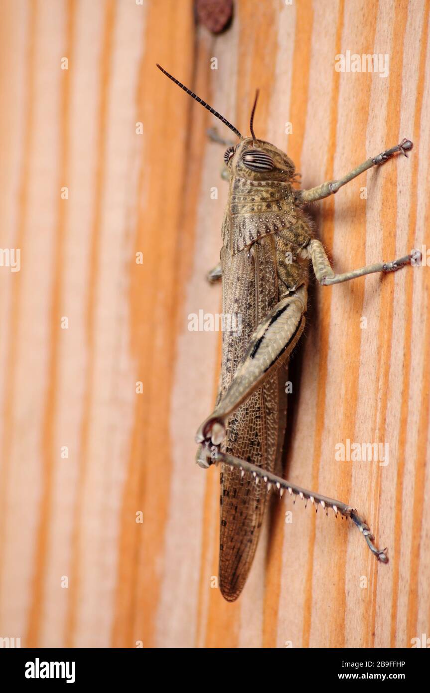 Gray Locust, harmful insect eating vegetation Stock Photo Alamy