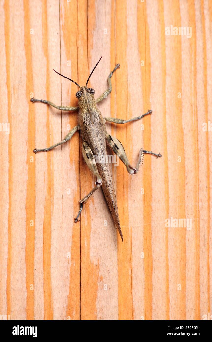 Gray Locust, harmful insect eating vegetation Stock Photo Alamy