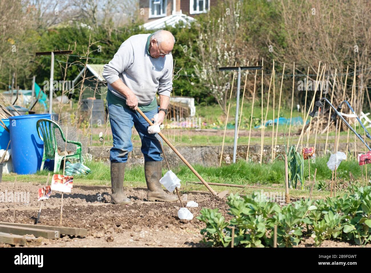 Hereford, Herefordshire, UK - Tuesday 24th March 2020 - An allotment holder tends his vegetable plot on the first day of lockdown Britain taking regard to good social distancing practice during his daily exercise on a fine sunny spring day. Photo Steven May / Alamy Live News Stock Photo