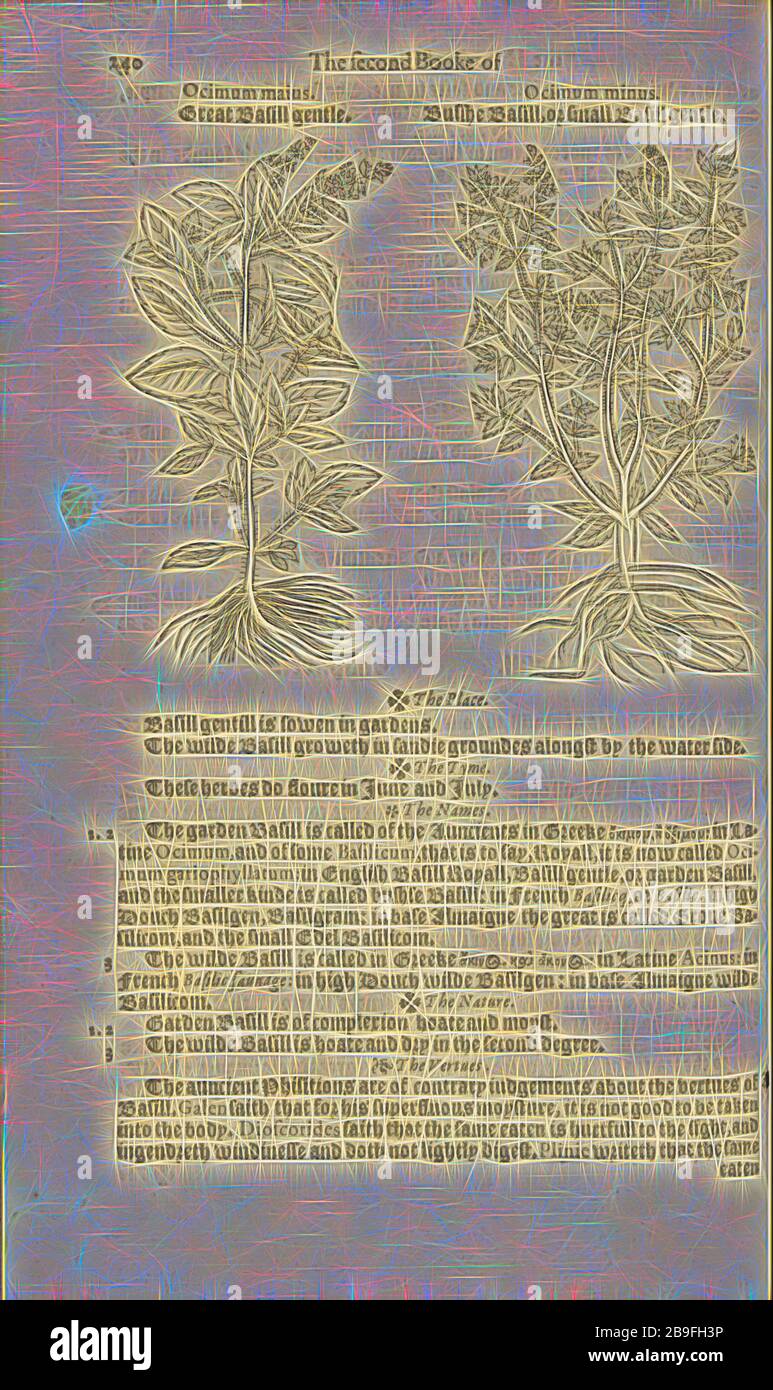 Illustrations and text on ocimum maius and ocimum minus, A nievve herball, or historie of plantes, Dodoens, Rembert, 1517-1585, Woodcut, 1578, Reimagined by Gibon, design of warm cheerful glowing of brightness and light rays radiance. Classic art reinvented with a modern twist. Photography inspired by futurism, embracing dynamic energy of modern technology, movement, speed and revolutionize culture. Stock Photo