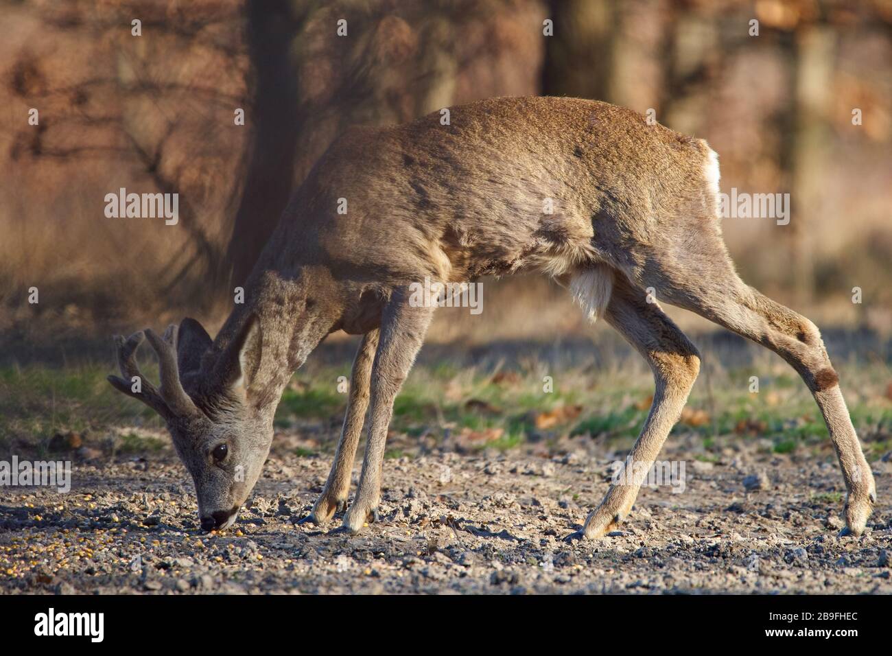Male roe deer (roebuck) in the forest, early spring time Stock Photo ...