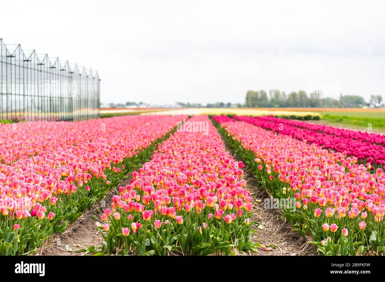 Pink tulip field in Netherlands Stock Photo