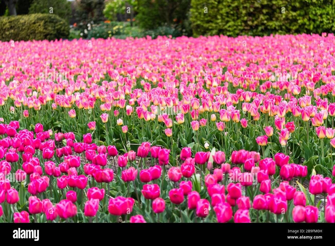 Pink tulip field in Netherlands Stock Photo