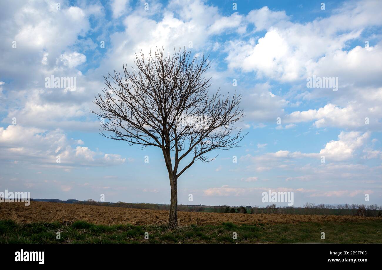 Leafless tree with blue sky and white clouds Stock Photo - Alamy