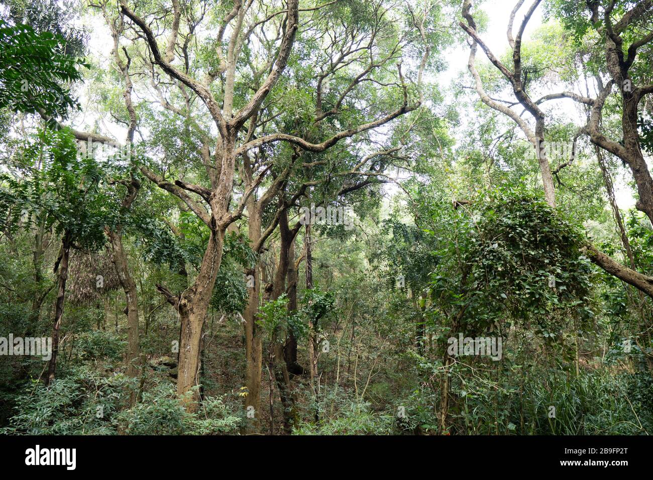 Wide View of trees in Forest in japali Stock Photo