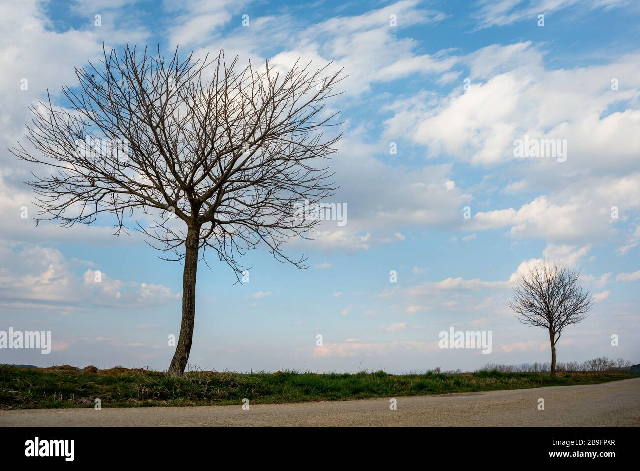 Leafless tree with blue sky and white clouds Stock Photo - Alamy