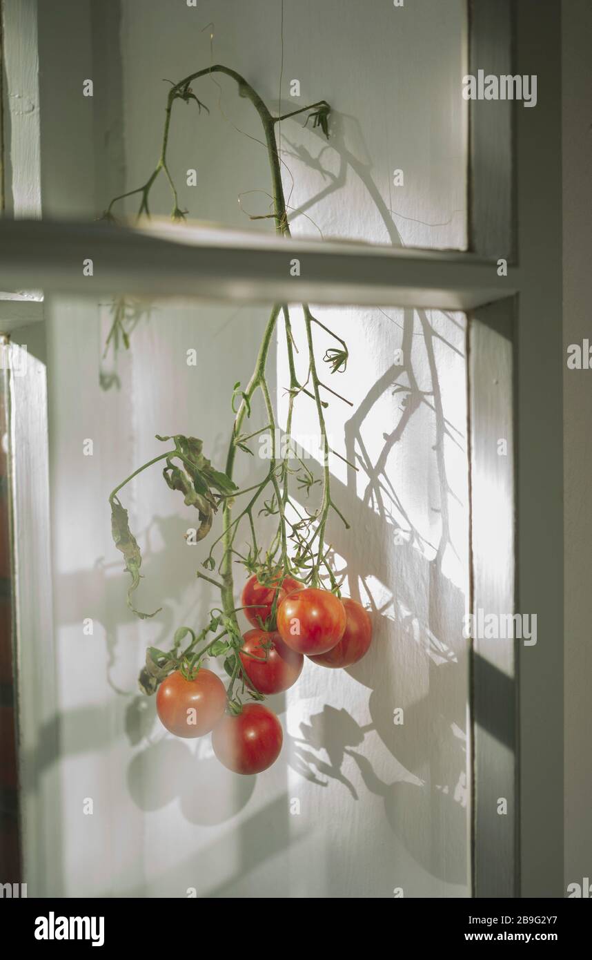 Hanging tomatoes window hires stock photography and images Alamy