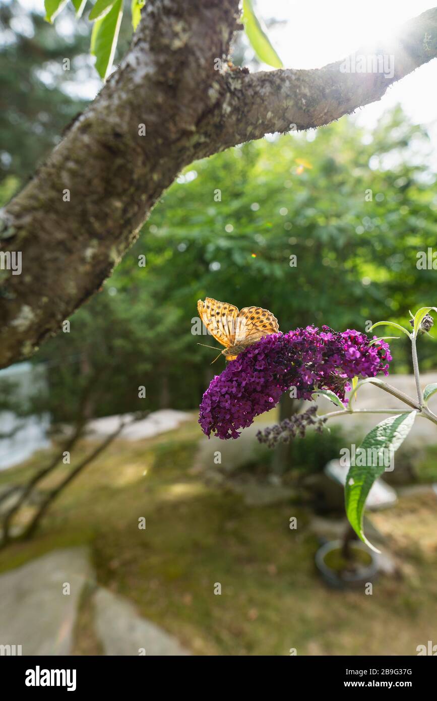Butterfly on purple flower in garden Stock Photo - Alamy