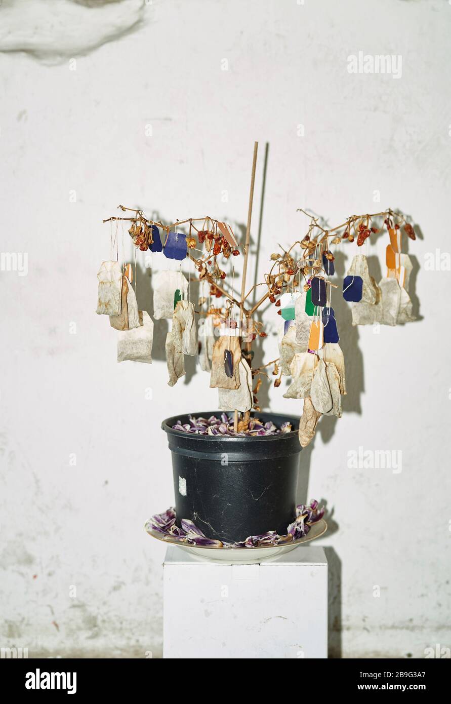 Dried tea bags hanging from dead potted plant Stock Photo Alamy