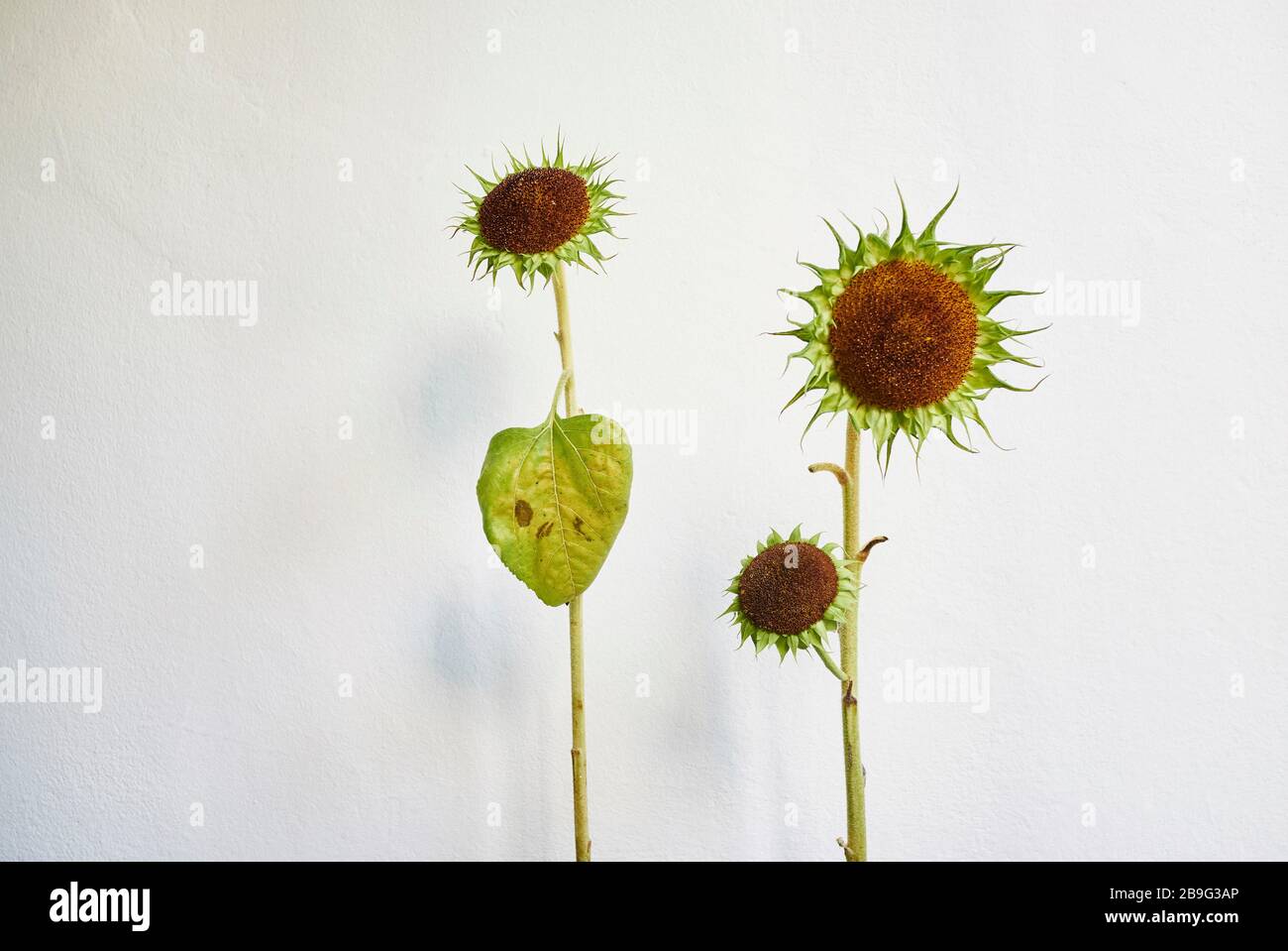 Green sunflowers against white background Stock Photo