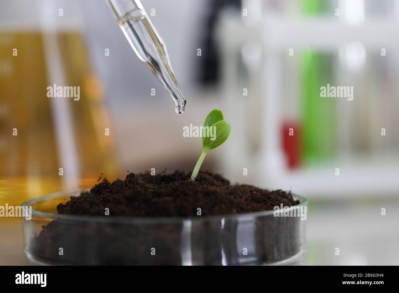 Plant growing in greenhouse conditions Stock Photo