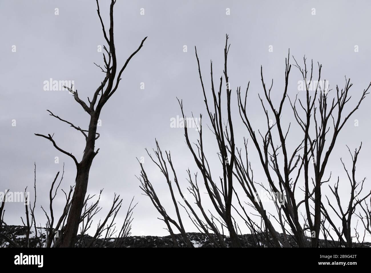 Bare winter trees, Falls Creek, Victoria, Australia Stock Photo