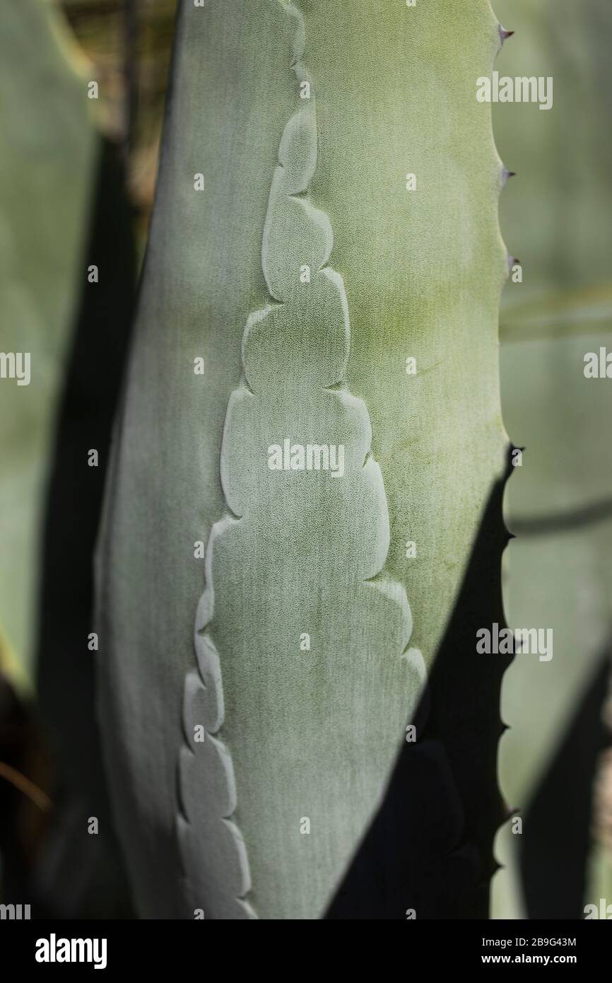 Close up pattern on green cactus leaf, Melbourne, Victoria, Australia Stock Photo