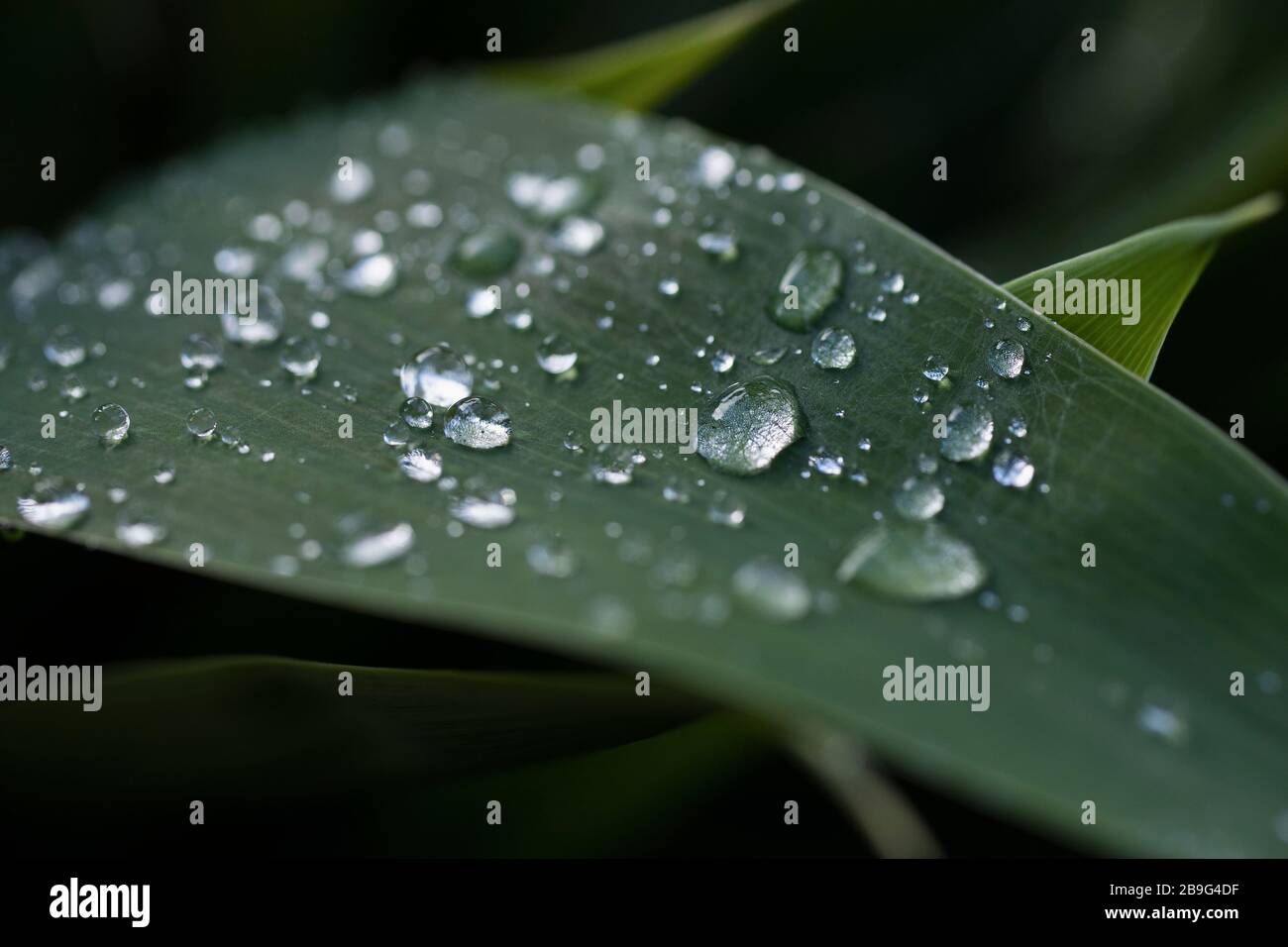Close up fresh rain drops on green leaf Stock Photo