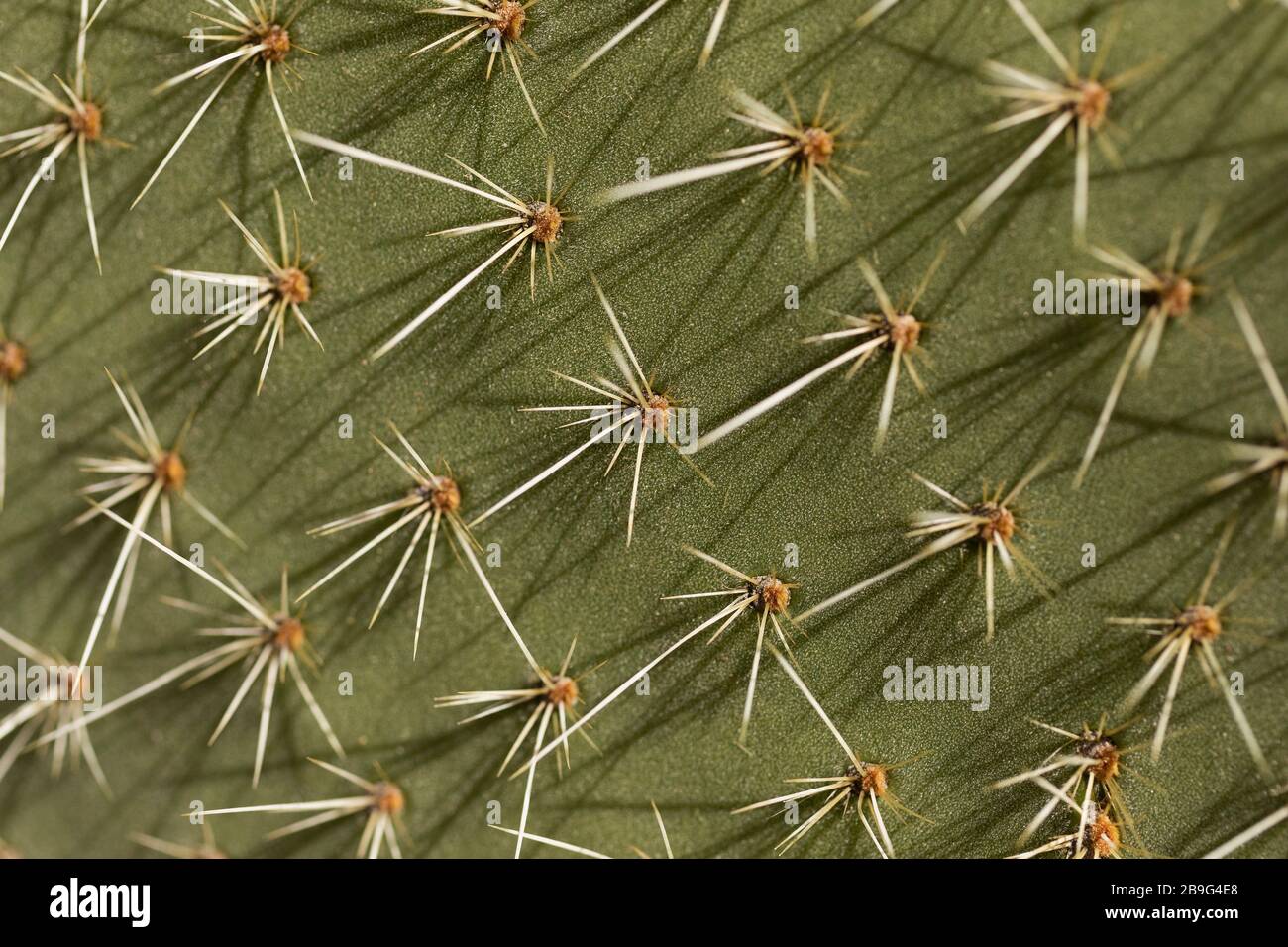 Extreme close up spiky green cactus leaf Stock Photo