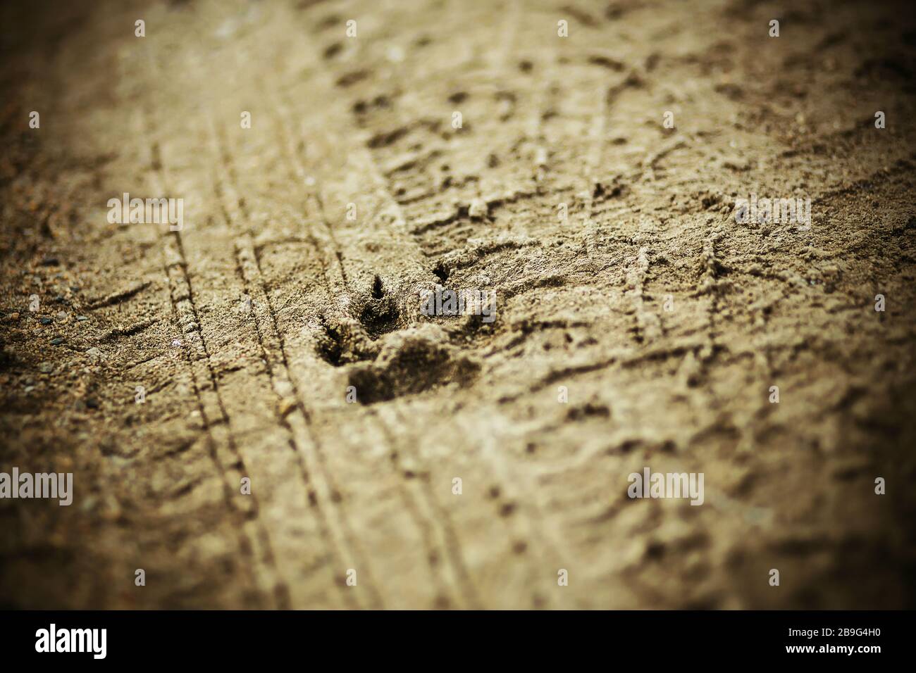 Wolf paw print hi-res stock photography and images - Alamy