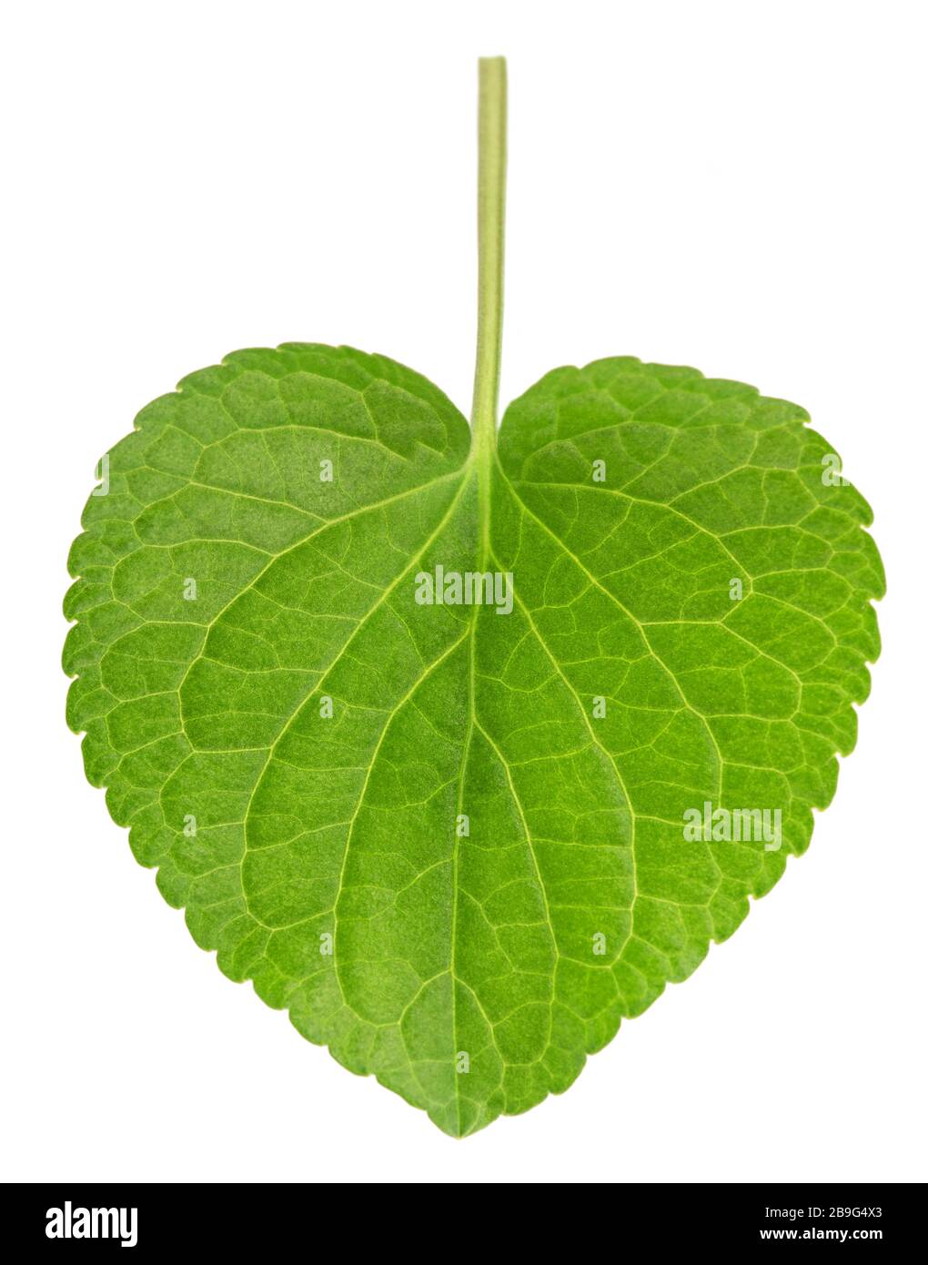 Pansy leaf isolated on white background Stock Photo