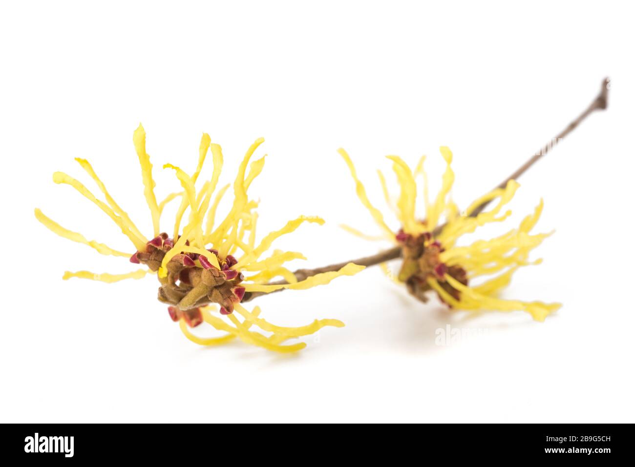 American witch hazel flower isolated on white background Stock Photo