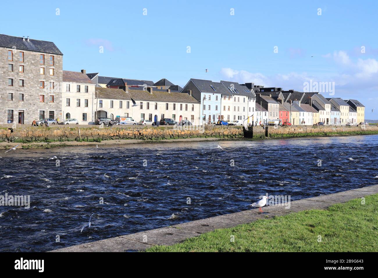 View of the Long Walk, Galway city from across the river on a sunny day, sea gull flying, one sea gull standing at foreground Stock Photo