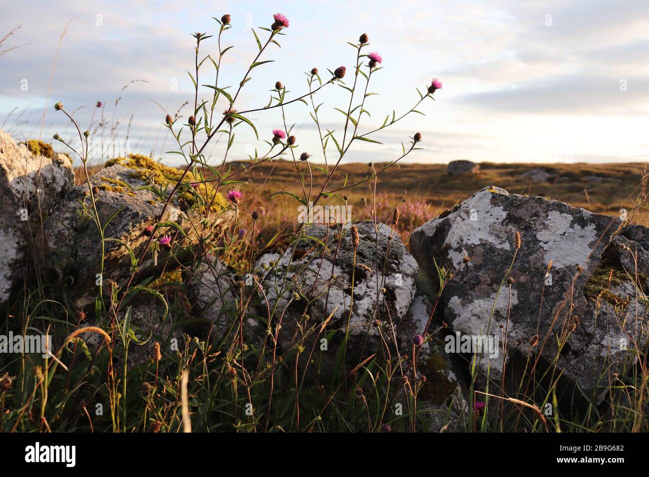 wild Irish flowers by a stone wall, landscape scene from Connemara, Galway, Ireland Stock Photo