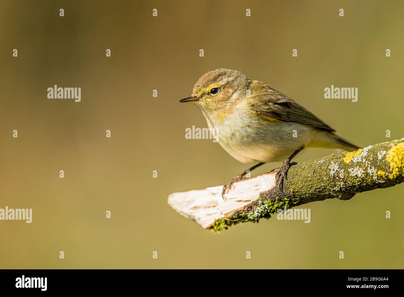 Willow warbler foraging in spring sunshine in mid Wales Stock Photo