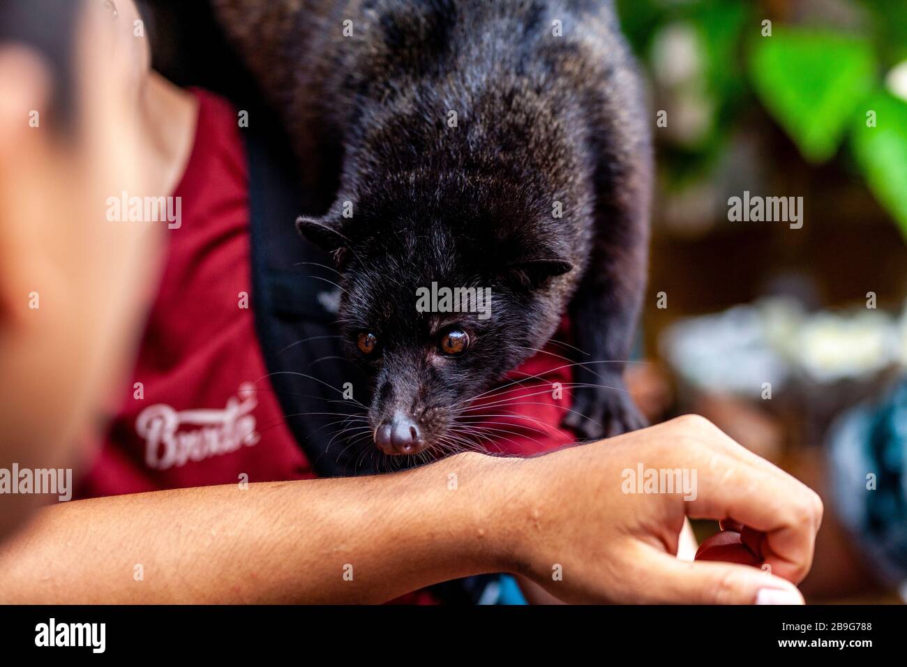 A Local Man Handling An Asian Palm Civet Used In The Production Of Luwak Coffee, Ubud, Bali, Indonesia. Stock Photo