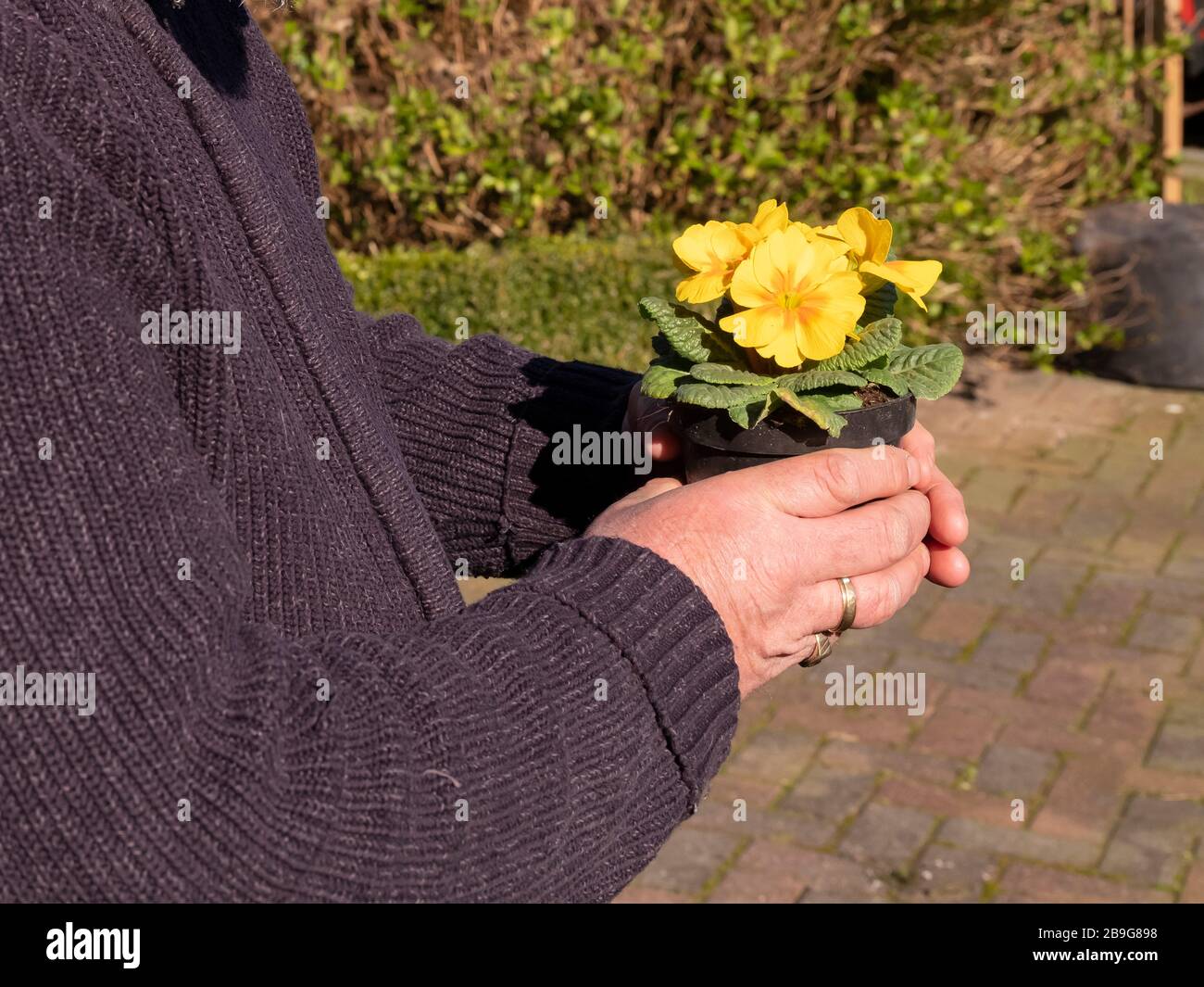 Elderly mans hand holiding a plastic flower pot with a yellow primula. Yellow Primrose Primula Vulgaris. Country Garden Primula Flowers, springtime Stock Photo