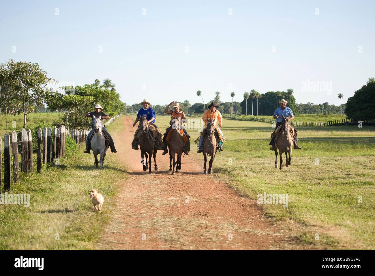 Comitiva de gado, peão de boiadeiro, boi, Cortege of Cattle, Peasant of  Cowboy, Ox, Bos taurus, Miranda, Mato Grosso do Sul, Brazil Stock Photo -  Alamy