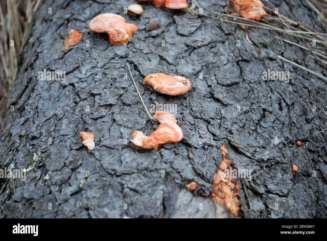 orange bracket fungus growing on a fallen tree in the woods Stock Photo