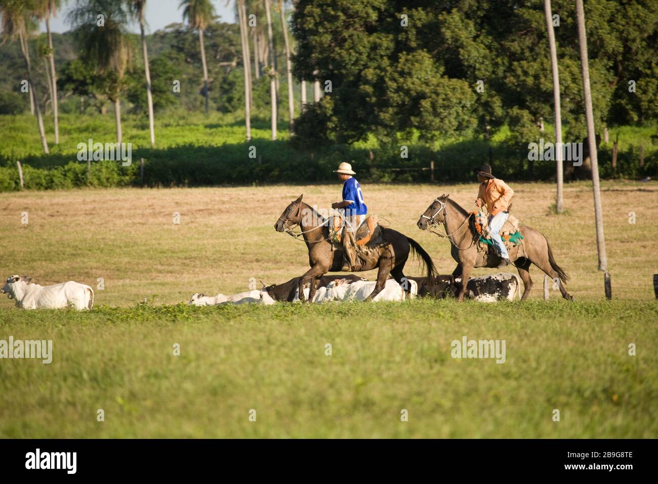 Fazenda 23 de Março - Aquidauana - MS Peão Pantaneiro Peão no Cavalo Cavalo  Pantaneiro Comitiva Comitiva do