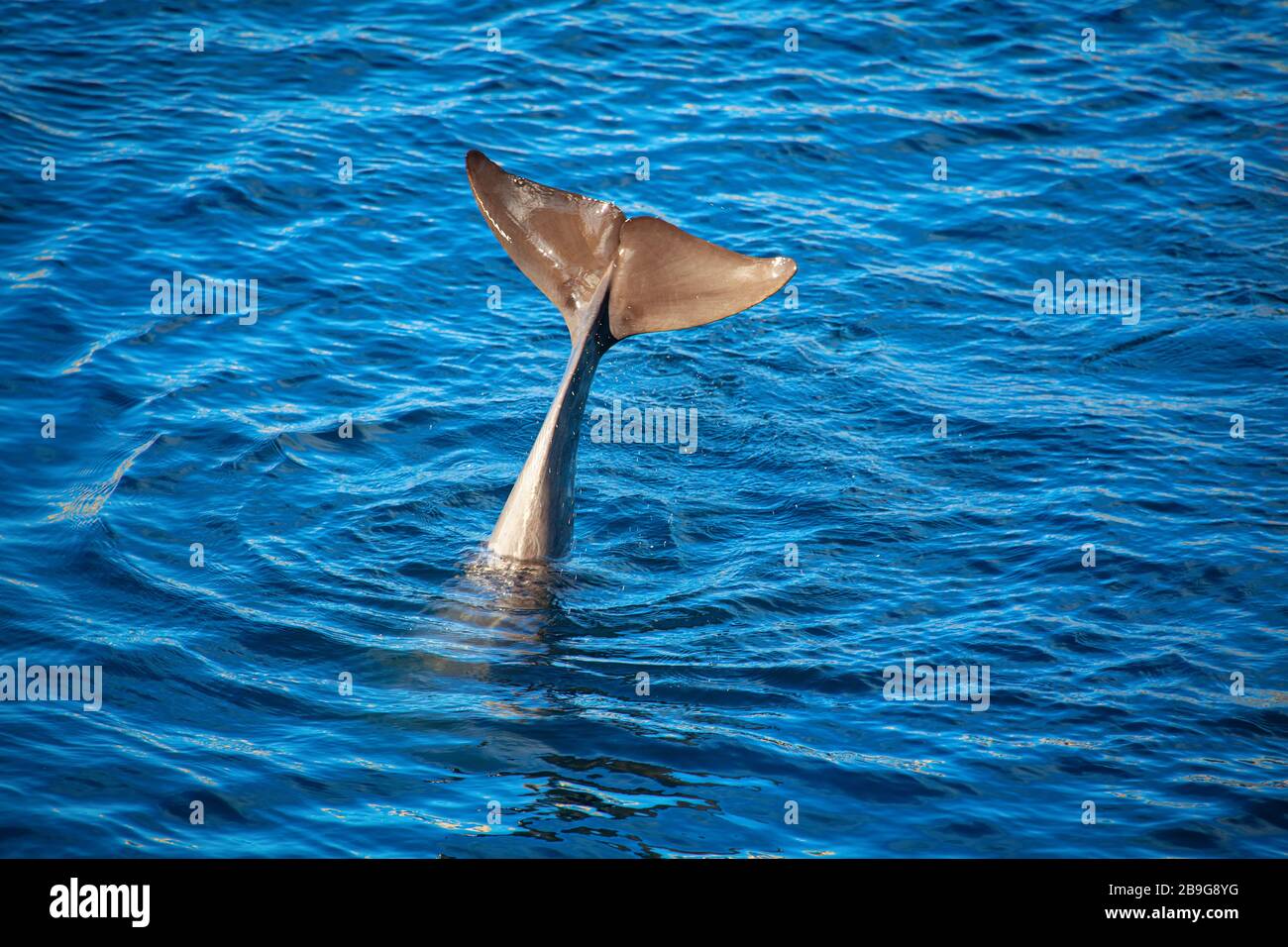 Dolphin tail hi-res stock photography and images - Alamy