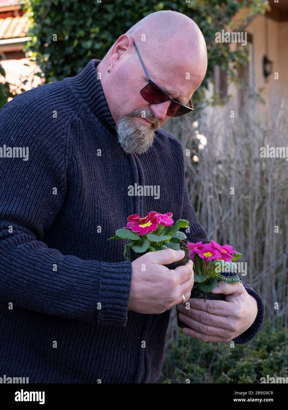 Elderly bald man is standing in the garden with pink primulas in a plastic flower pot in his hands. Pink Primrose Primula Vulgaris. Country Garden Stock Photo