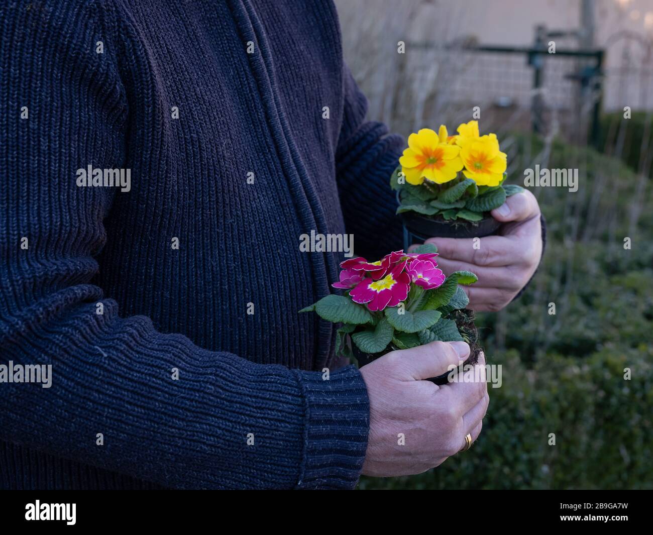 Elderly mans hands holiding plastic fcontainers with pink and yellow primulas. Yellow and pink Primrose Primula Vulgaris. Country Garden Primula Stock Photo