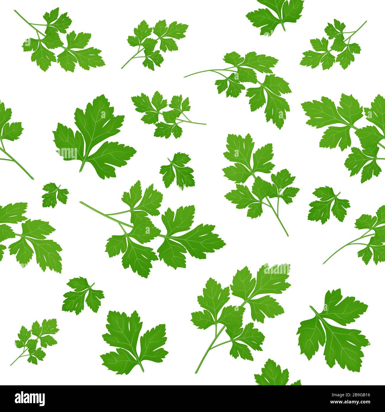 Fresh green parsley leaves on white background. Parsley isolated