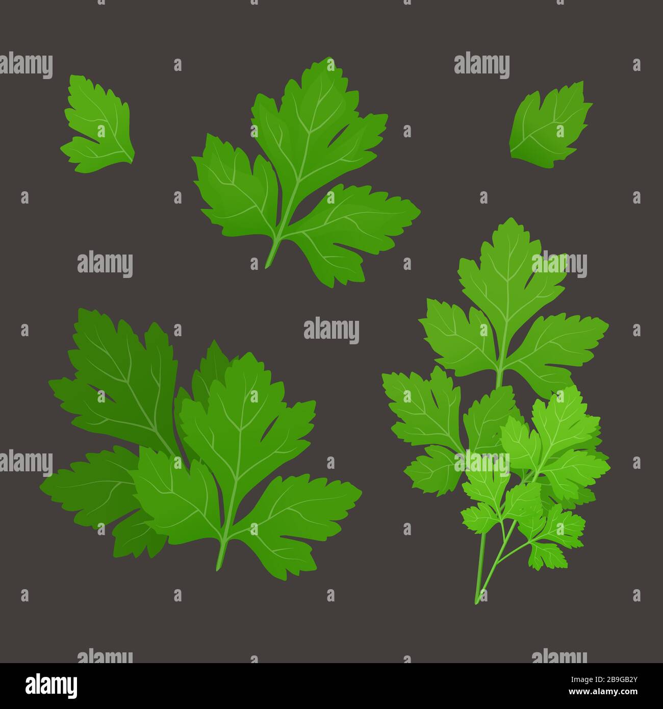 Fresh green parsley leaves on dark background. Parsley isolated. Vector