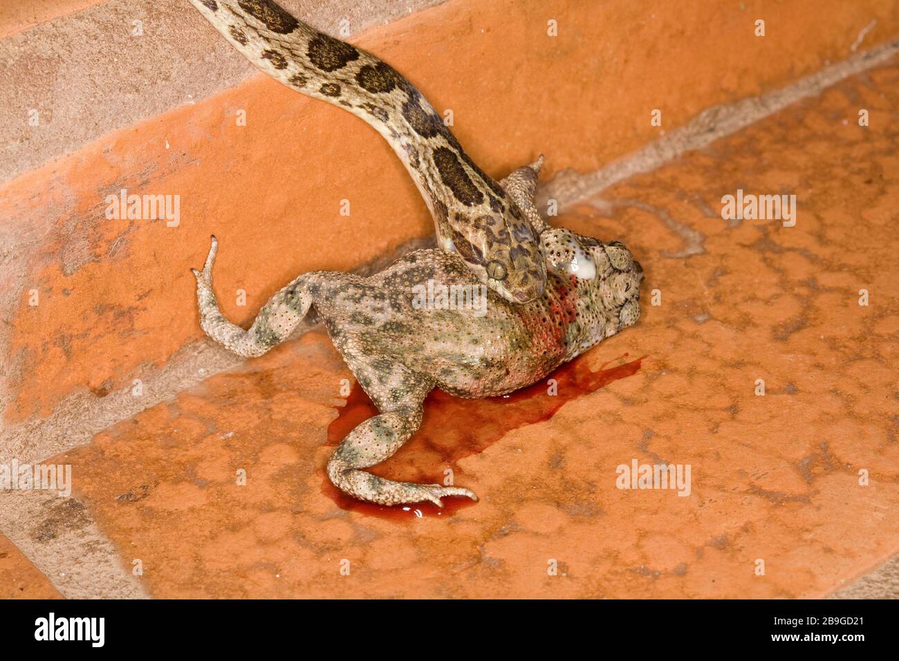 Jararaca-mouth-of-toad, Bothrops neuwiedii, Miranda, Mato Grosso do Sul, Brazil Stock Photo