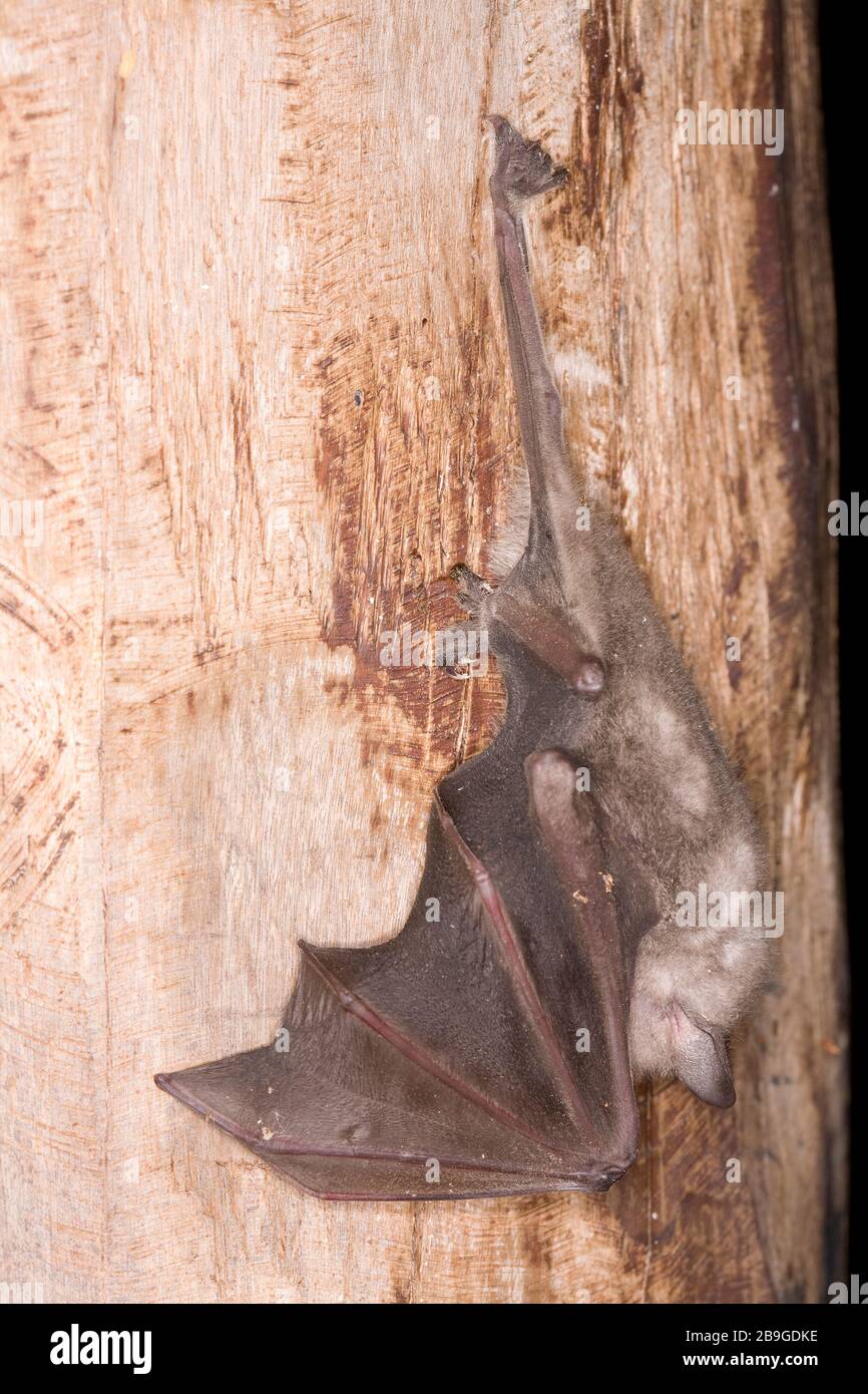 Bat, Miranda, Mato Grosso do Sul, Brazil Stock Photo