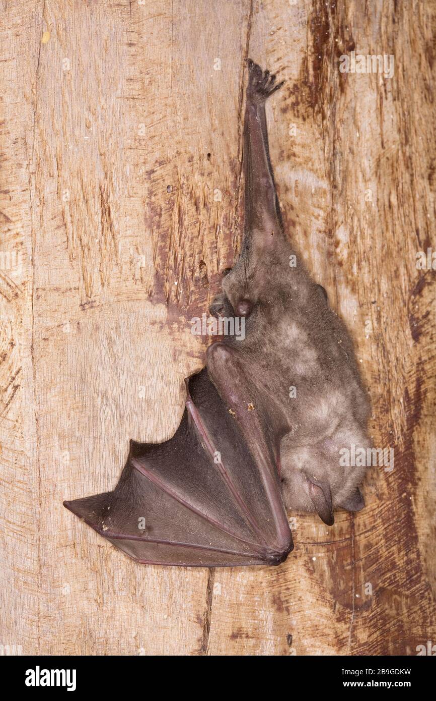 Bat, Miranda, Mato Grosso do Sul, Brazil Stock Photo