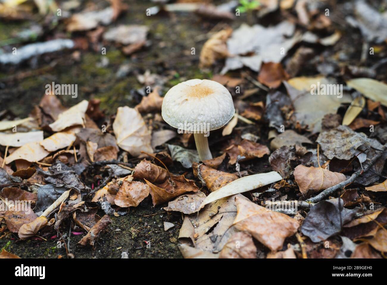 A white mushroom grows in the field between dry leaves and moss Stock Photo