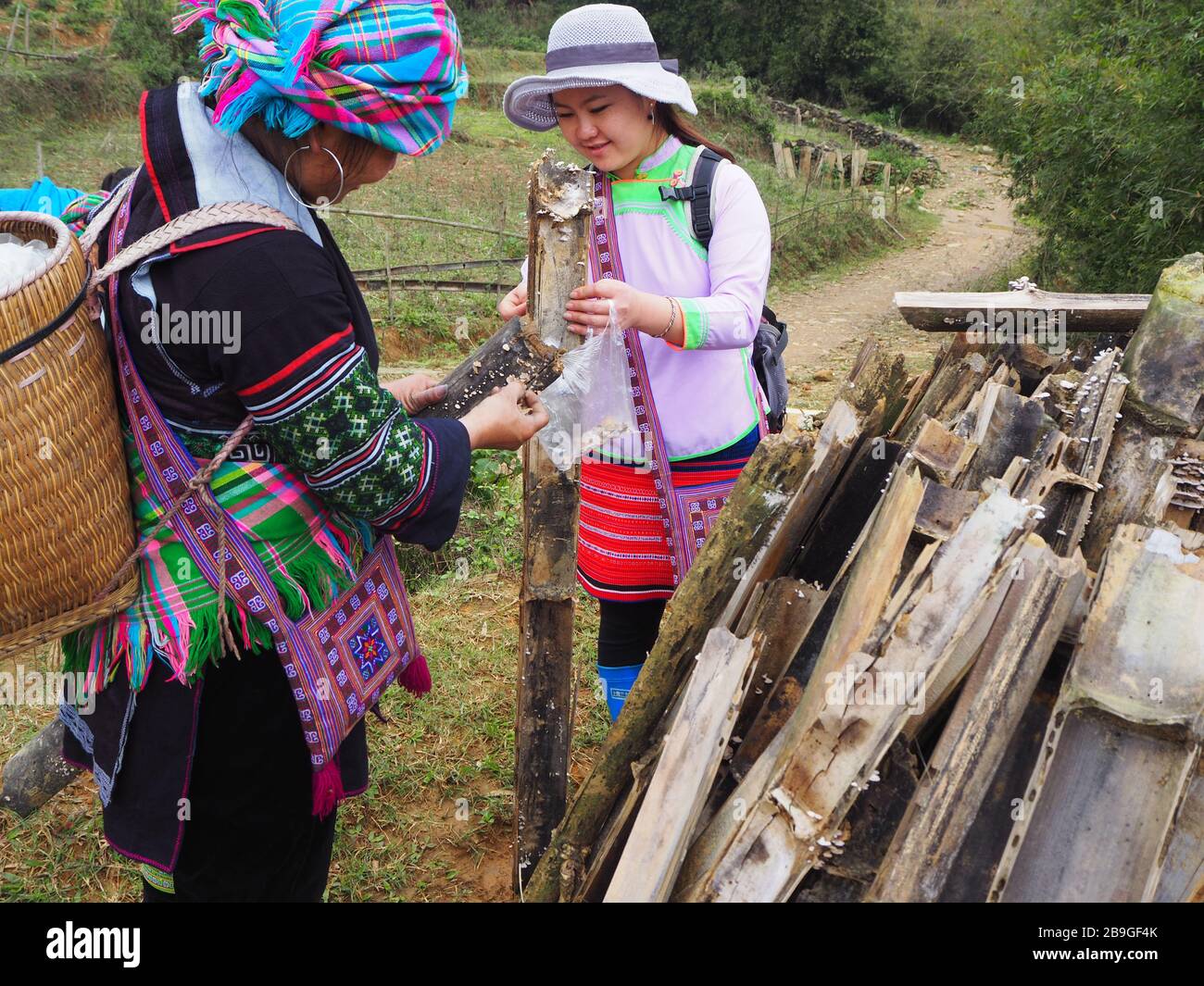 Trekking with the Sapa Sisters. Two traditional Hmong woman collecting mushrooms for dinner, Sapa, Vietnam 2020 Stock Photo