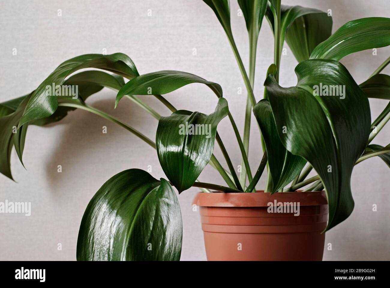 Aspidistra pot hires stock photography and images Alamy