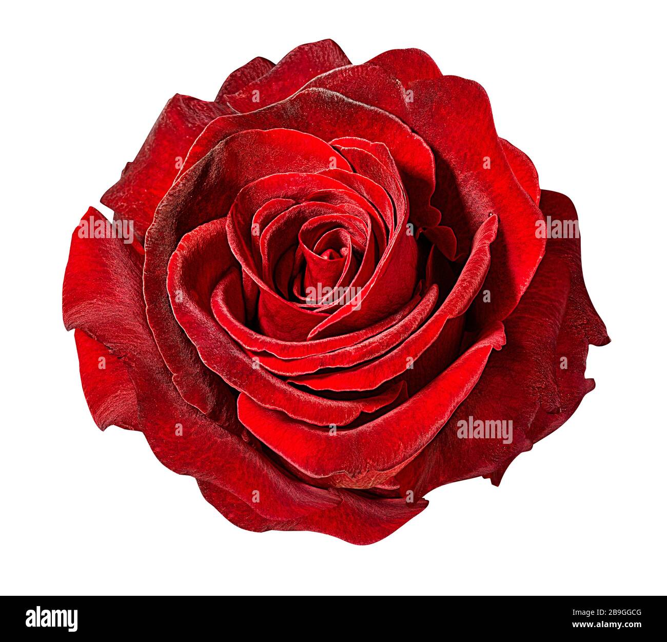 rose isolated on white background Stock Photo - Alamy